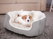 How To Clean Foam Dog Bed Learn Methods