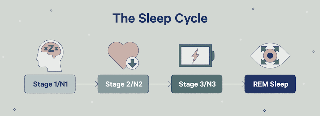 The sleep cycle