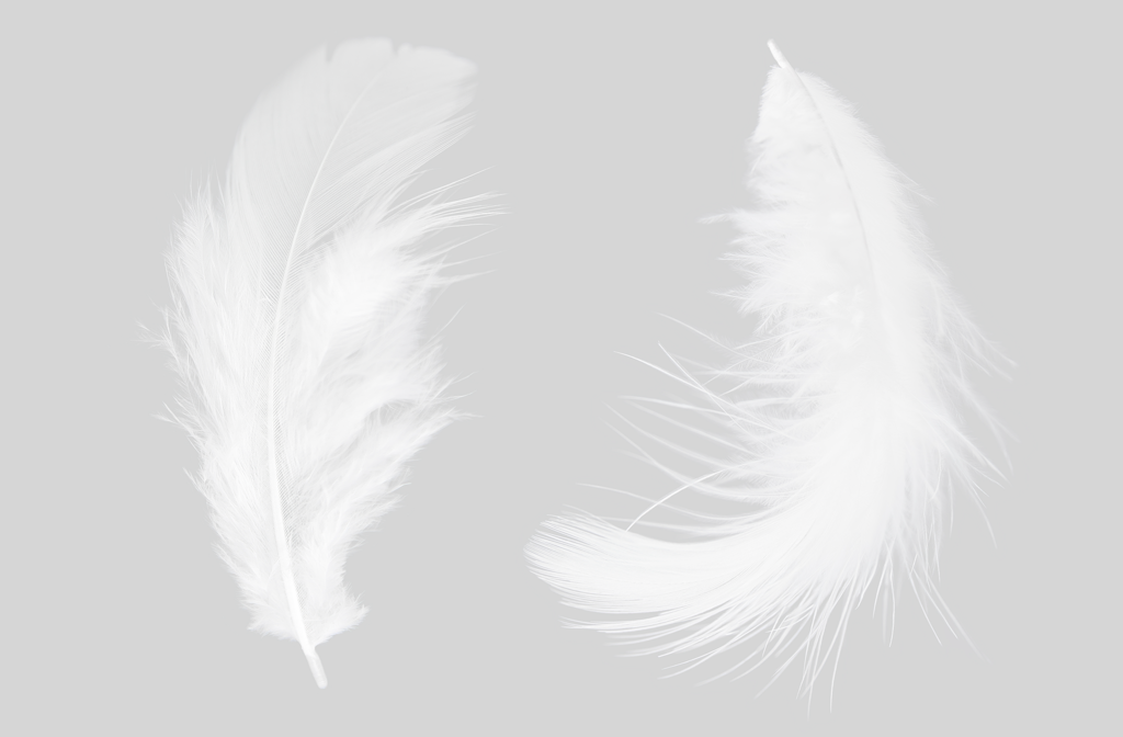 two-white-feathers