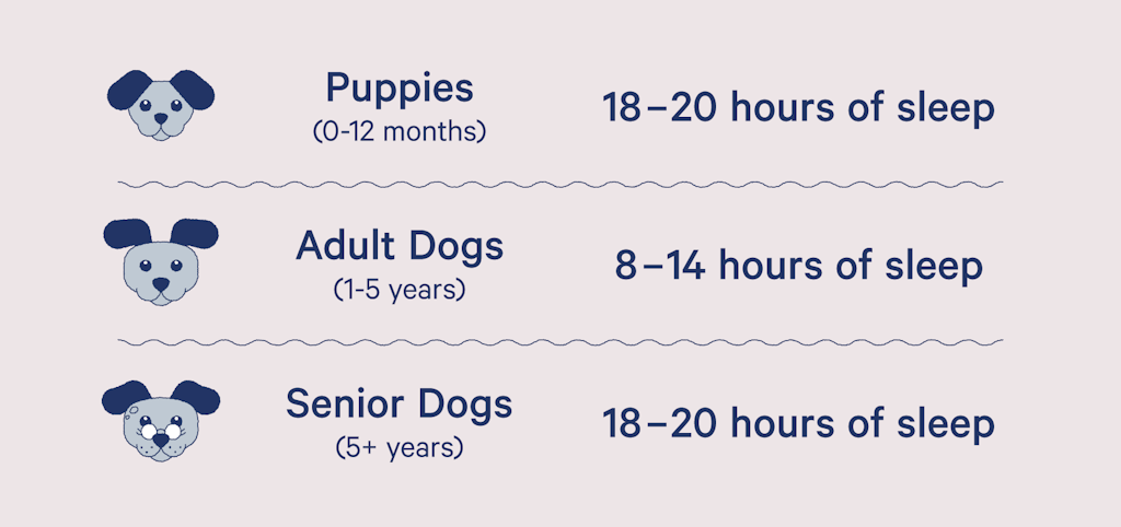 how much do dogs sleep by age