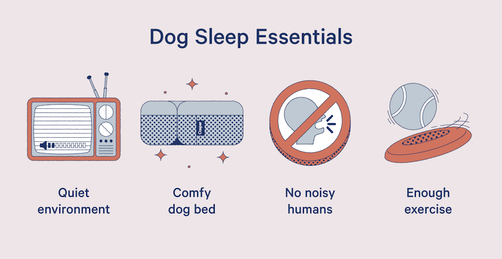 how to improve your dog's sleep