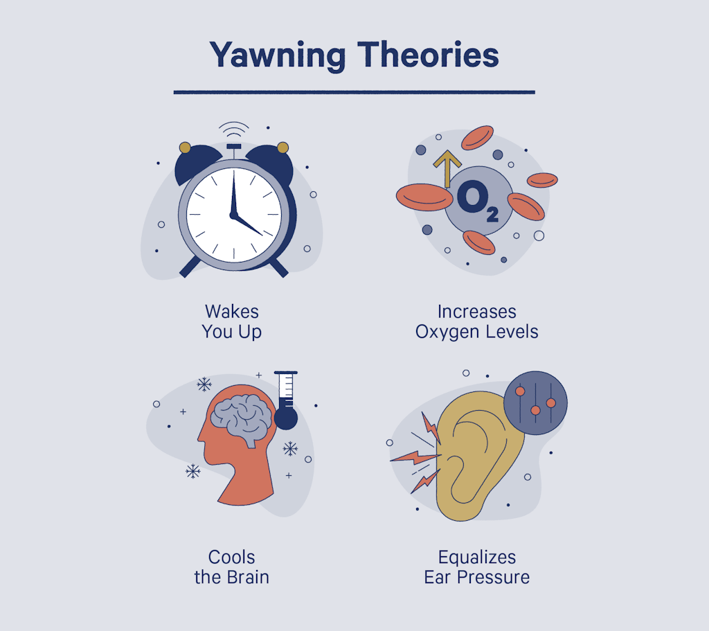 Theories About Yawning
