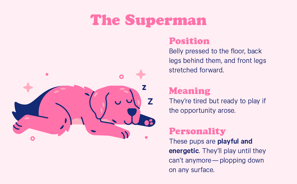 what your dogs sleeping position says