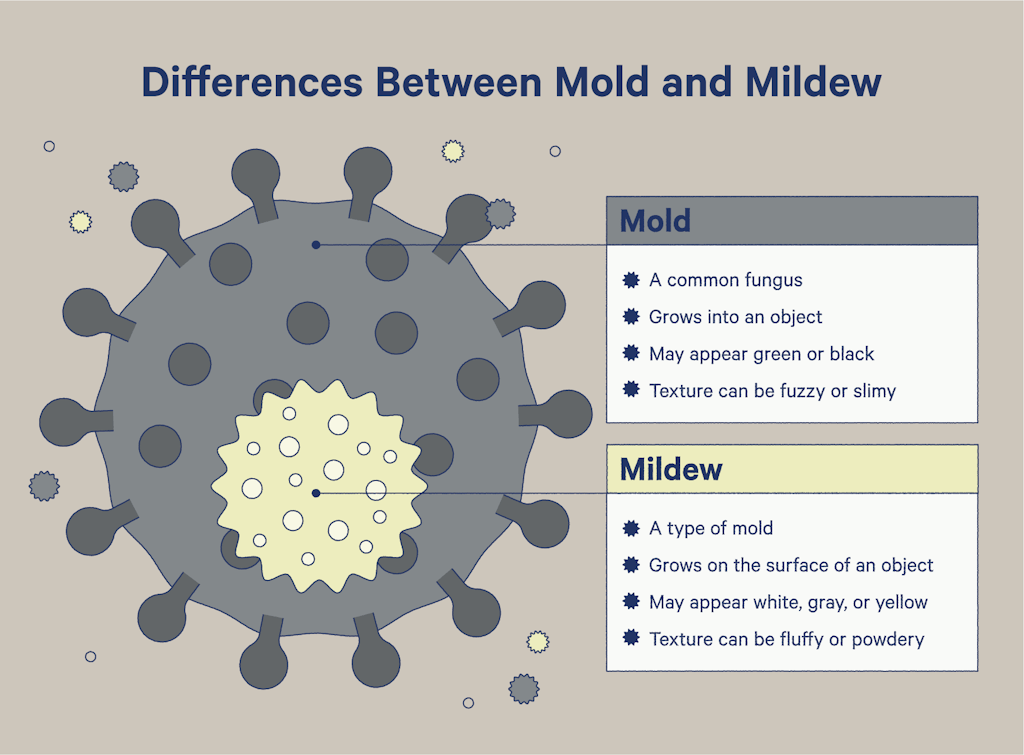 Mold is a common fungus and mildew is a type of mold. Mold grows into an object, may appear green or black, and can have a fuzzy or slimy texture. Mildew grows on the surface of an object; may appear white, gray, or yellow; and can have a fluffy or powdery texture.