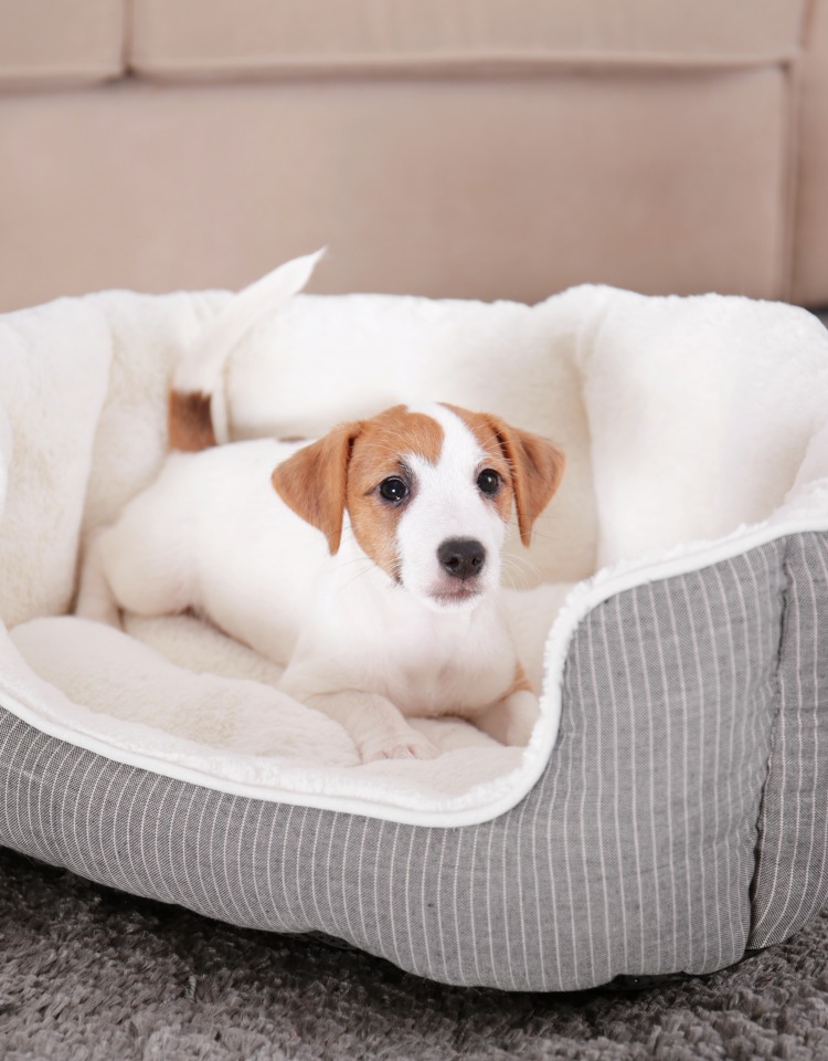 Dog bed in washing machine hotsell