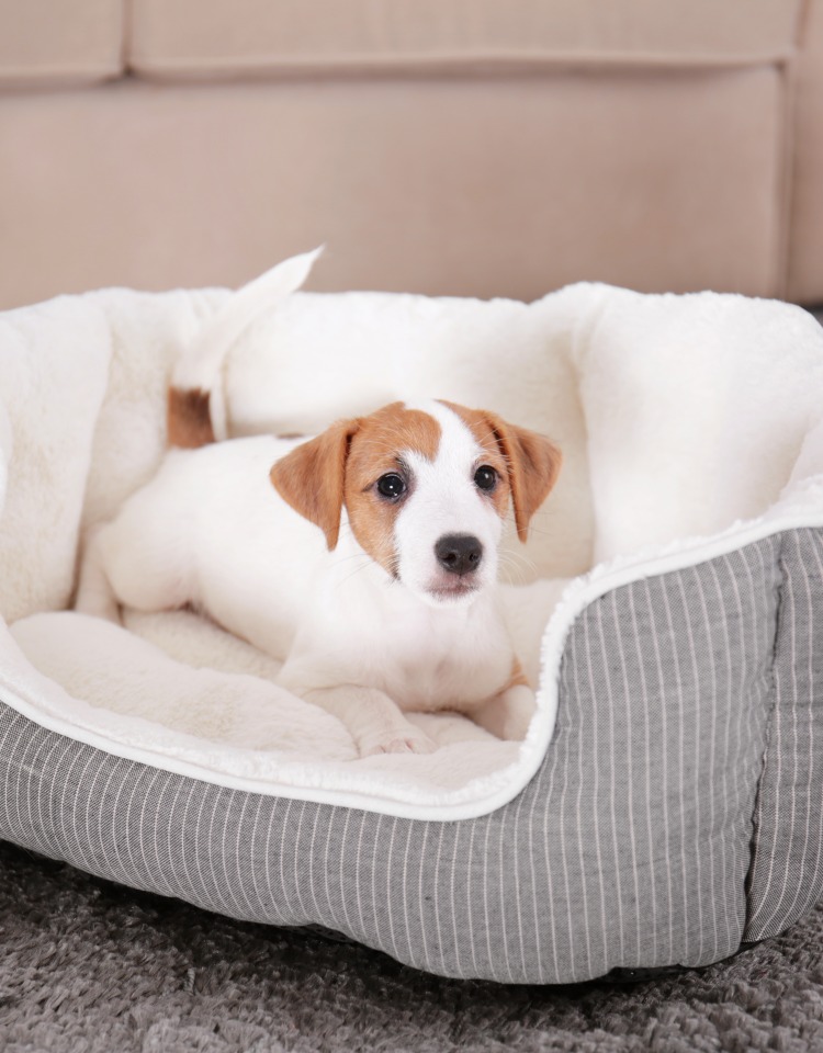 Keep Your Bedding Clean With Pets
