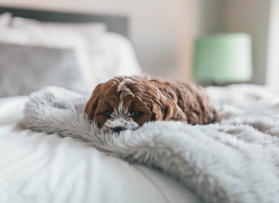 Dog destroys outlet bed