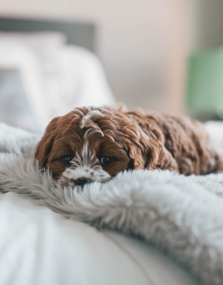why do dogs ruffle up their beds